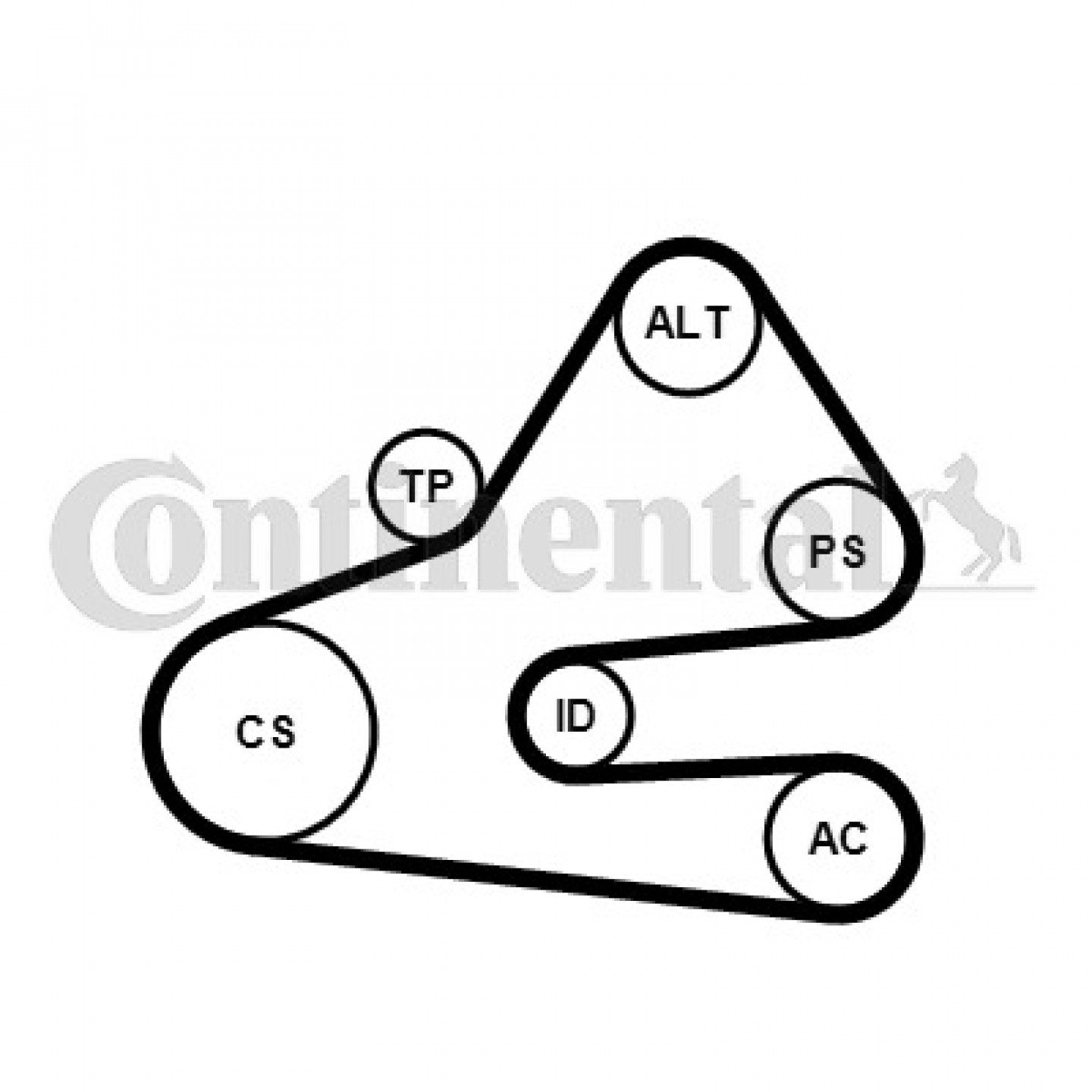 Kit Cinghia Poly V CONTITECH 6PK1613K1 Con Tenditore - Per Audi A4 TDI - 2